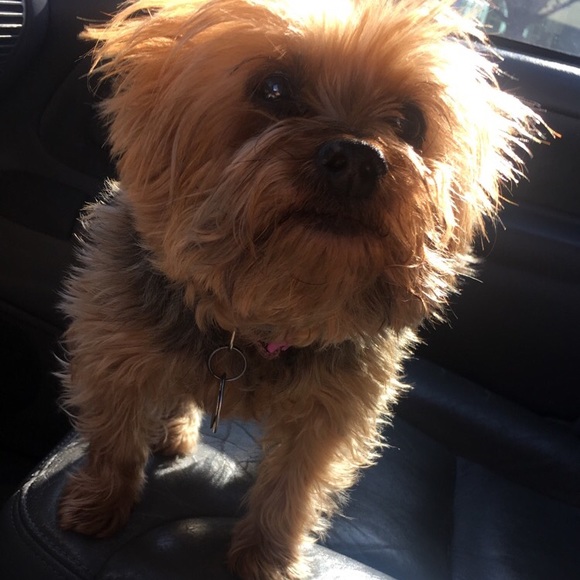 Meet your posher! Brianna - Picture 3 of 3